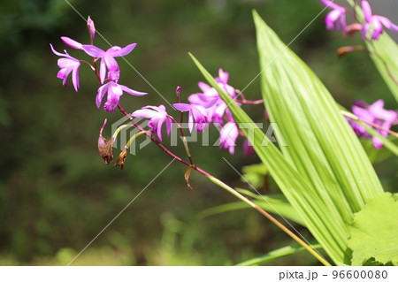 初夏に赤紫の可憐な花を咲かせる、シラン 96600080