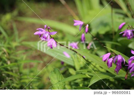 初夏に赤紫の可憐な花を咲かせる、シラン 96600081