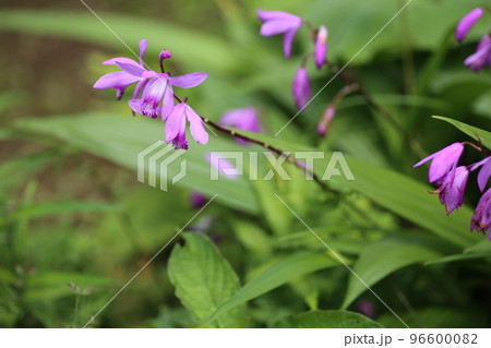 初夏に赤紫の可憐な花を咲かせる、シラン 96600082