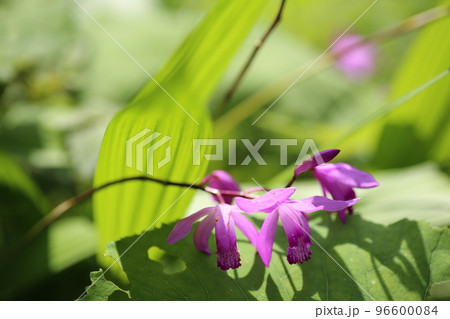 初夏に赤紫の可憐な花を咲かせる、シラン 96600084
