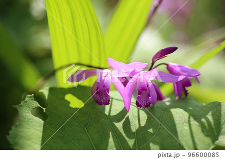 初夏に赤紫の可憐な花を咲かせる、シラン 96600085