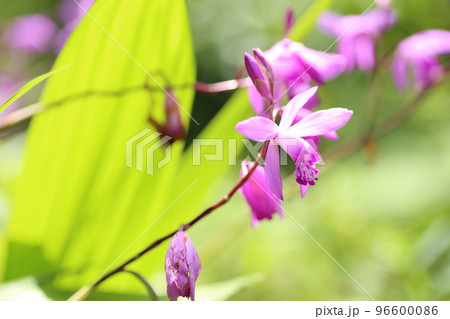初夏に赤紫の可憐な花を咲かせる、シラン 96600086