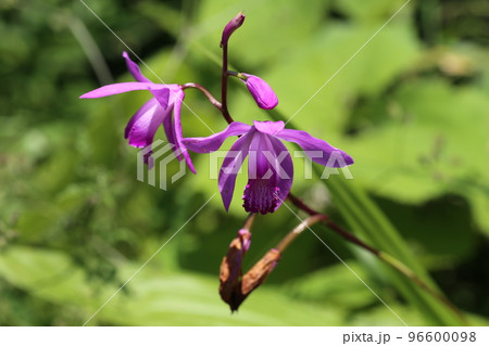 初夏に赤紫の可憐な花を咲かせる、シラン 96600098