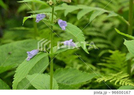 天空の花園 高山植物 ミソガワソウ 味噌川草 天空の花園 高山植物 ミソガワソウ 味噌川草 96600167