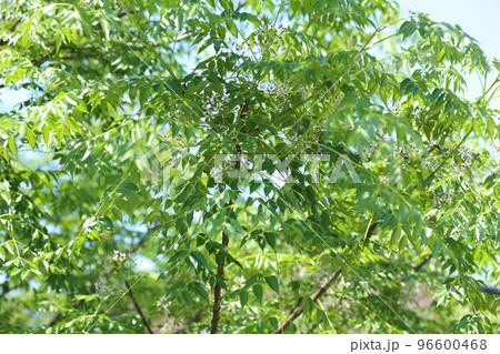 薄紫の小さな花をたくさん咲かせる、センダン 薄紫の小さな花をたくさん咲かせる、センダン 96600468