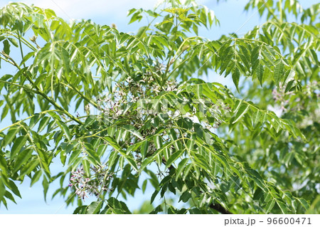 薄紫の小さな花をたくさん咲かせる、センダン 薄紫の小さな花をたくさん咲かせる、センダン 96600471