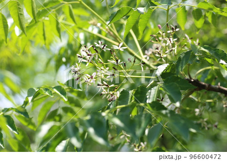 薄紫の小さな花をたくさん咲かせる、センダン 薄紫の小さな花をたくさん咲かせる、センダン 96600472