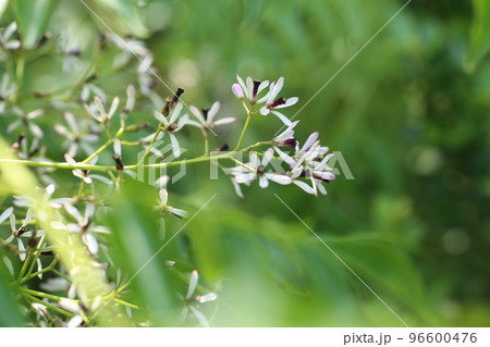 薄紫の小さな花をたくさん咲かせる、センダン 薄紫の小さな花をたくさん咲かせる、センダン 96600476