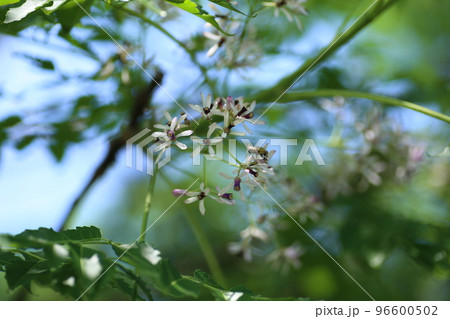 薄紫の小さな花をたくさん咲かせる、センダン 薄紫の小さな花をたくさん咲かせる、センダン 96600502