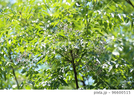 薄紫の小さな花をたくさん咲かせる、センダン 薄紫の小さな花をたくさん咲かせる、センダン 96600515