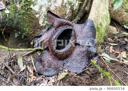 Wilted Rafflesia flower that turned black after blooming for one week. Wilted Rafflesia flower that turned black after blooming for one week. 96600556