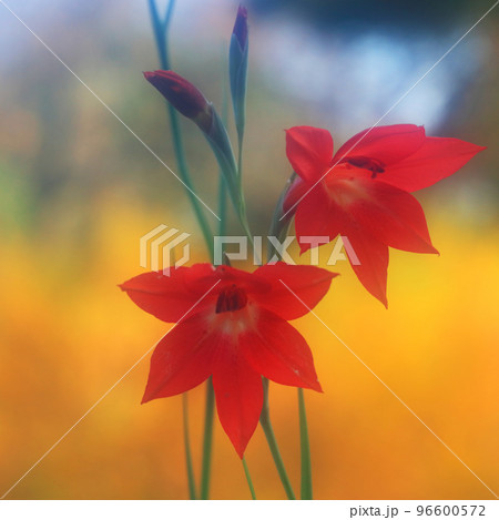 ホモグロッサム 96600572