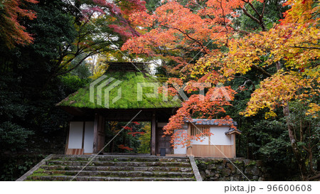 秋の法然院 96600608