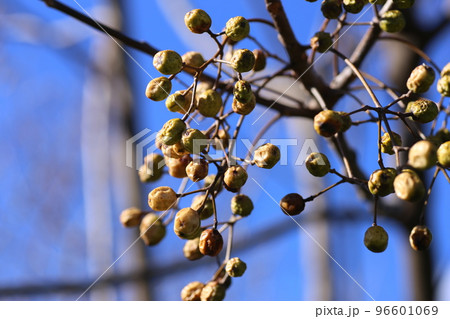 冬になって、しわしわにしぼんできた、センダンの実 冬になって、しわしわにしぼんできた、センダンの実 96601069