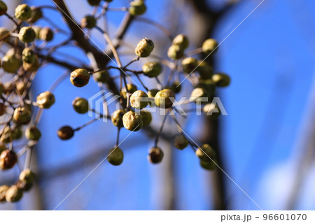 冬になって、しわしわにしぼんできた、センダンの実 冬になって、しわしわにしぼんできた、センダンの実 96601070