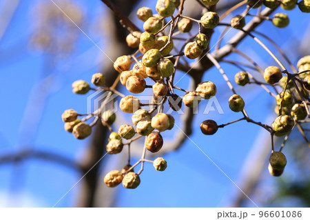 冬になって、しわしわにしぼんできた、センダンの実 冬になって、しわしわにしぼんできた、センダンの実 96601086