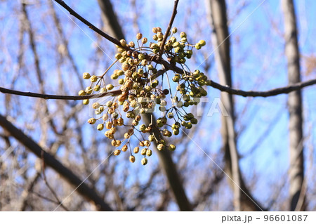 冬になって、しわしわにしぼんできた、センダンの実 冬になって、しわしわにしぼんできた、センダンの実 96601087