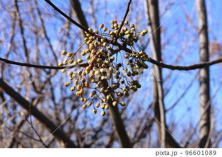 冬になって、しわしわにしぼんできた、センダンの実 96601089