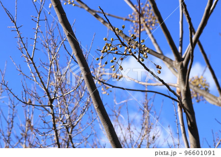 冬になって、しわしわにしぼんできた、センダンの実 冬になって、しわしわにしぼんできた、センダンの実 96601091