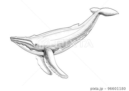 Hand Drawn Whaleのイラスト素材 [96601180] - PIXTA