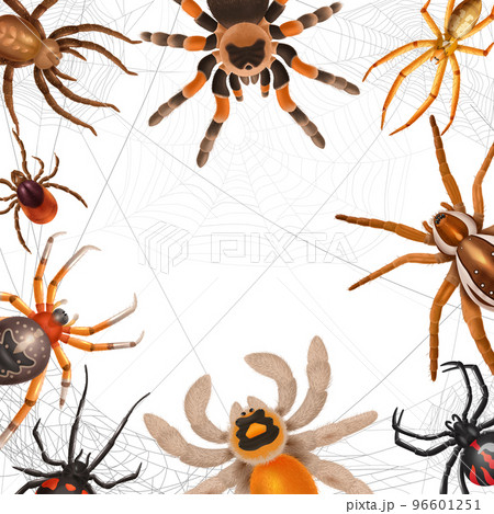 Realistic Spiders Frame 96601251
