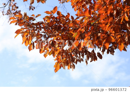 初冬、きれいにオレンジ色に紅葉したコナラ 初冬、きれいにオレンジ色に紅葉したコナラ 96601372