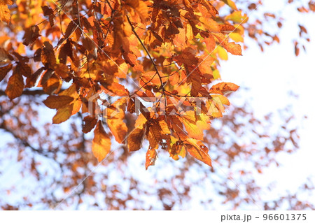 初冬、きれいにオレンジ色に紅葉したコナラ 96601375