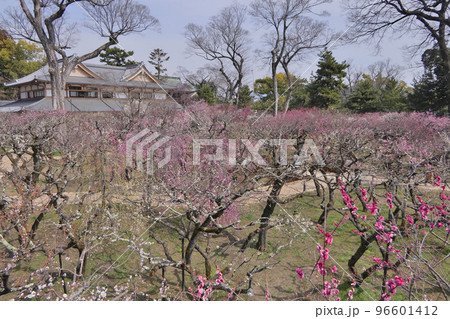 北野天満宮梅苑「花の庭」～新設展望台からの風景 96601412
