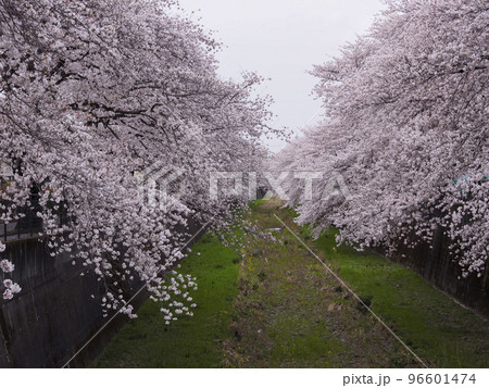 川沿いの桜並木。東京郊外の風景。 川沿いの桜並木。東京郊外の風景。 96601474