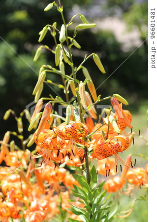 真夏の高原に咲く、オレンジの花　オニユリ 96601481