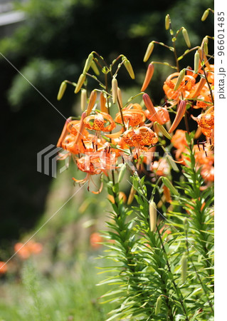 真夏の高原に咲く、オレンジの花 オニユリ 真夏の高原に咲く、オレンジの花 オニユリ 96601485