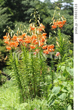 真夏の高原に咲く、オレンジの花 オニユリ 真夏の高原に咲く、オレンジの花 オニユリ 96601528