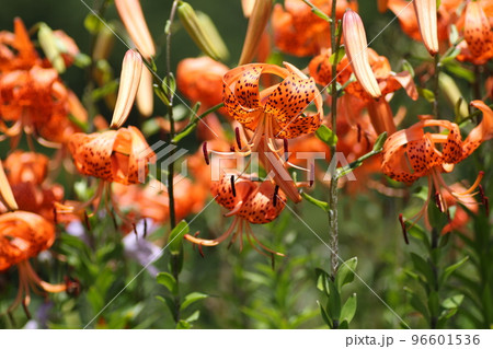 真夏の高原に咲く、オレンジの花　オニユリ 96601536