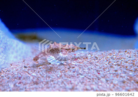 ウミテング ウミテング 96601642