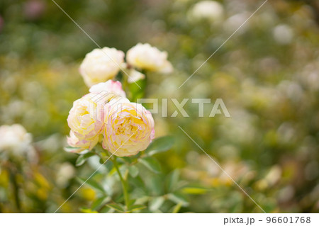 バラの花 恋きらら バラの花 恋きらら 96601768
