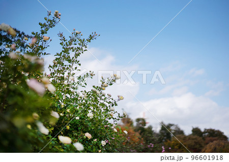 バラの花と青空 バラの花と青空 96601918