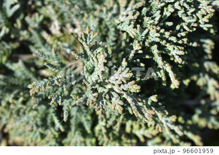Creeping juniper Icee Blue Creeping juniper Icee Blue 96601959