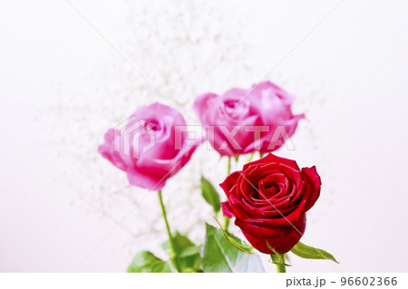 バレンタインに贈るピンクと赤いバラの花束 バレンタインに贈るピンクと赤いバラの花束 96602366