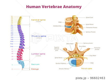 Human Vertebrae Diagram Infographics 96602463