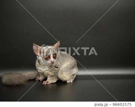 小さな体のおサルさん 96602575