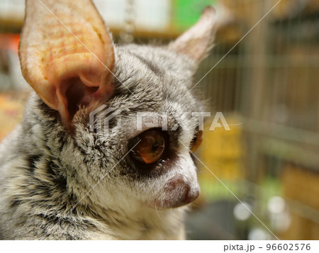 ブッシュベビーの横顔 96602576