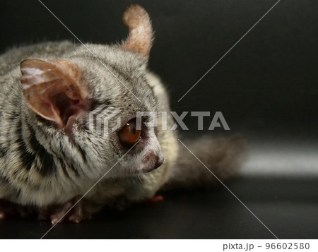 姿勢を低くして何かを見つめるショウガラゴ 96602580