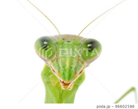オオカマキリの顔のアップ オオカマキリの顔のアップ 96602586