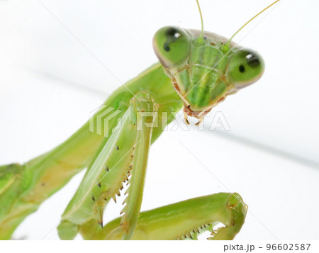 カマをこちらに向けるオオカマキリ カマをこちらに向けるオオカマキリ 96602587