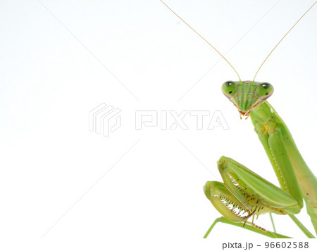 横からひょっこり顔を出すオオカマキリ 96602588