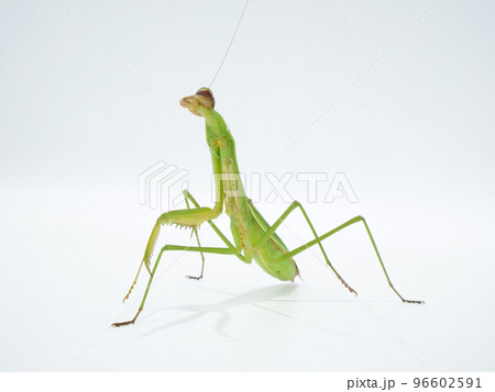 上を見るオオカマキリ 96602591