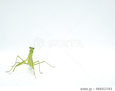 脚を広げた体勢のオオカマキリ【コピースペース】 96602593