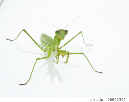 大型のカマキリ、オオカマキリ 大型のカマキリ、オオカマキリ 96602595