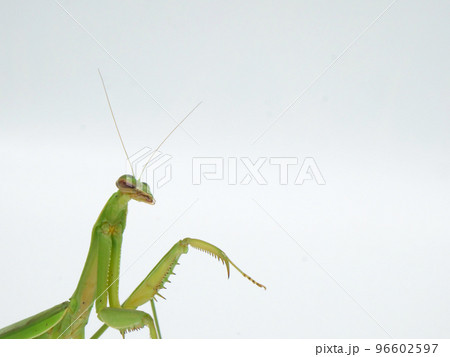 オオカマキリの横顔【コピースペース】 96602597