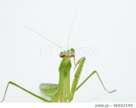 カマのお手入れ中のオオカマキリ【アップ】 カマのお手入れ中のオオカマキリ【アップ】 96602599